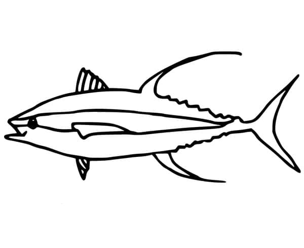 Yellowfin Tuna Fish Picture Coloring Page