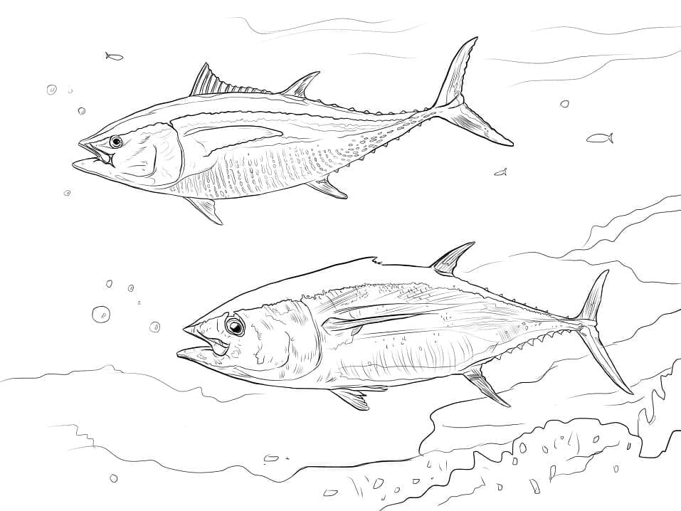 Yellowfin Tuna For Kids Coloring Page