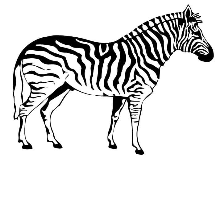 Zebra Coloring For Children