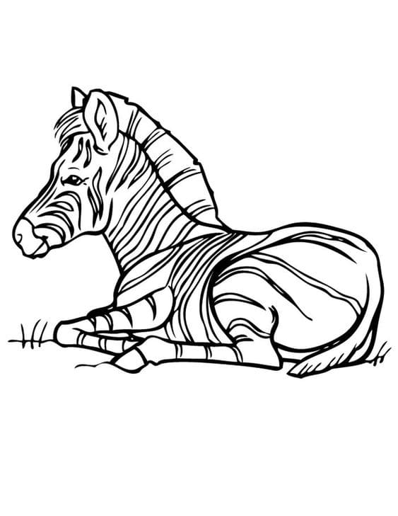 Zebra Coloring Free For Kids
