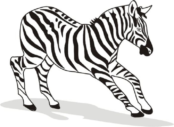 Zebra Coloring Pages Images