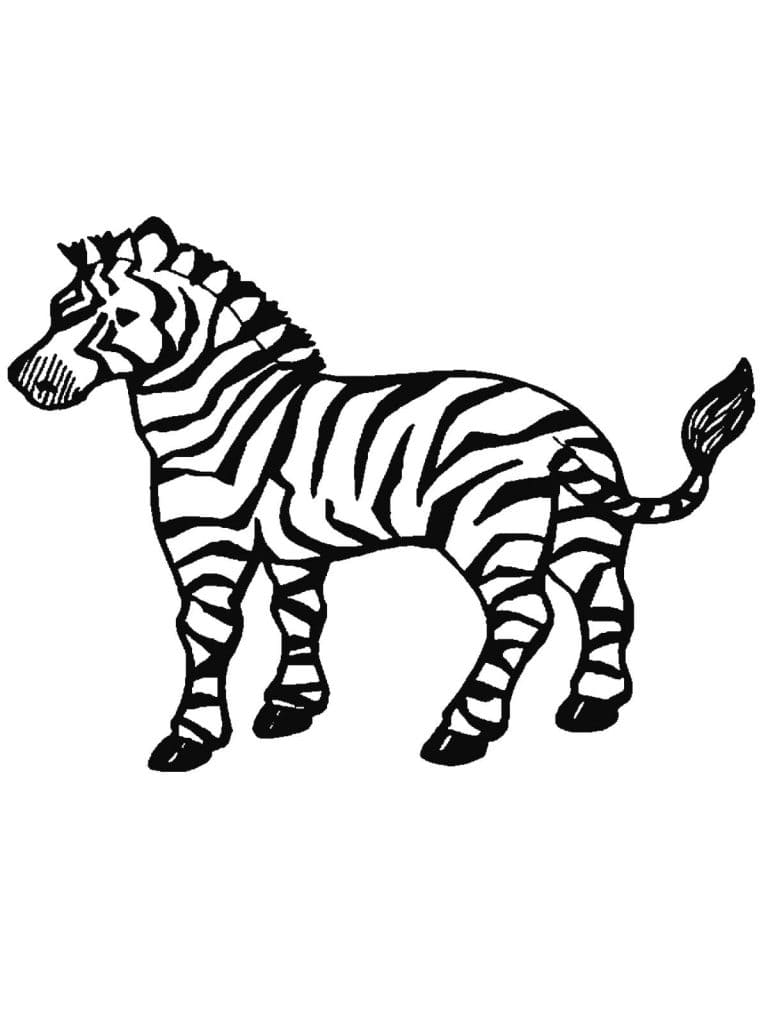 Zebra Coloring Pages Photos Free