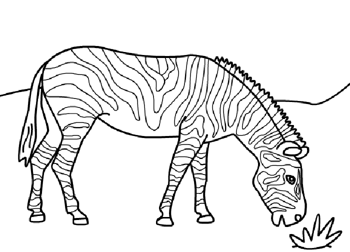Zebra Cute Coloring Pictures