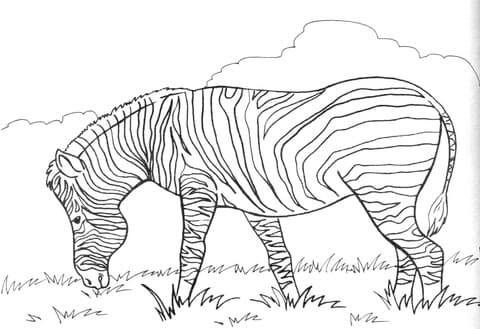 Zebra Eats Grass Free Printable