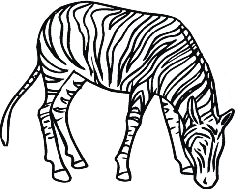 Zebra For Kids