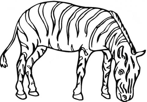 Zebra Printable Coloring Page
