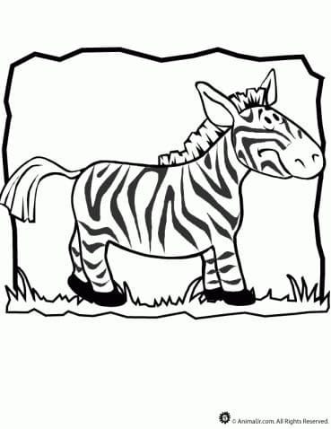 Zebra Without Stripes Free Image