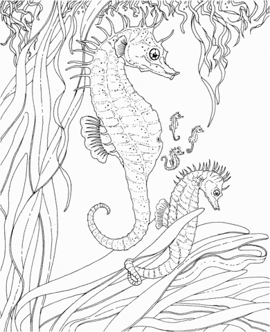 Adult Seahorse And Seahorse Babies Coloring Page