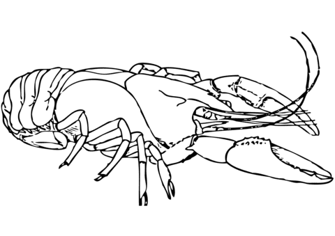American Lobster Coloring Page