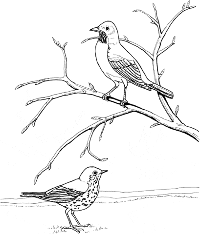 American Robin And Wood Thrush Coloring Page