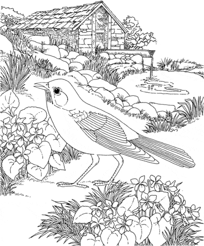 American Robin And Wood Violet Wisconsin State Bird And Flower Image Coloring Page