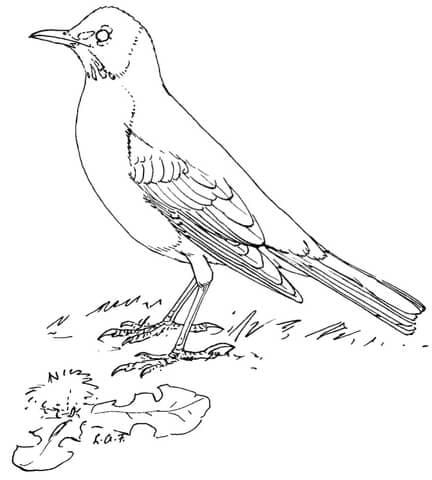 American Robin For Children Coloring Page
