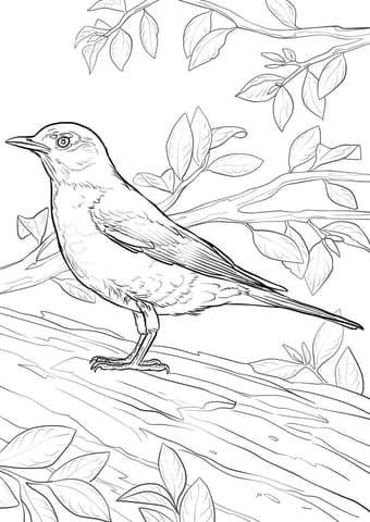 American Robin For Kids Coloring Page