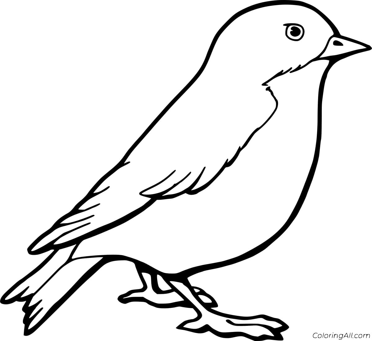 American Robin Image For Kids Coloring Page