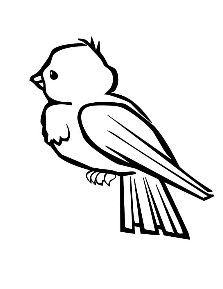 Baby Robin Bird Coloring Page
