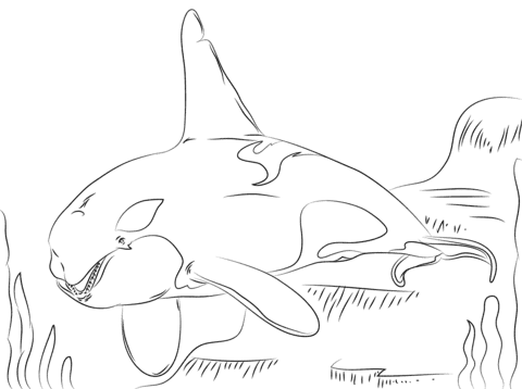 Beautiful Killer Whale Image For Kids Coloring Page