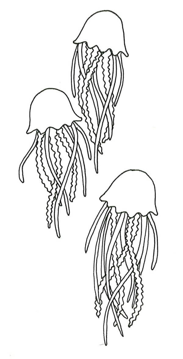 Beware Of Jellyfish Sting Coloring Page