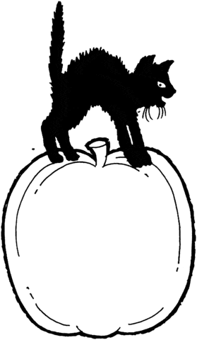 Black Cat Is Standing On A Pumpkin Image