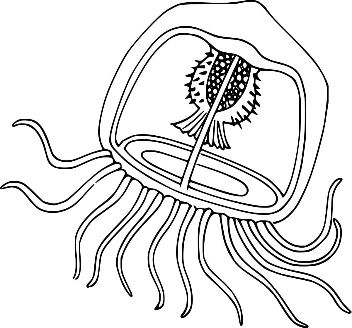 Box Jellyfish Coloring Page