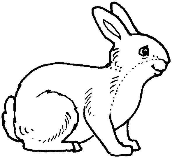 Bunny Cute Image Coloring Page
