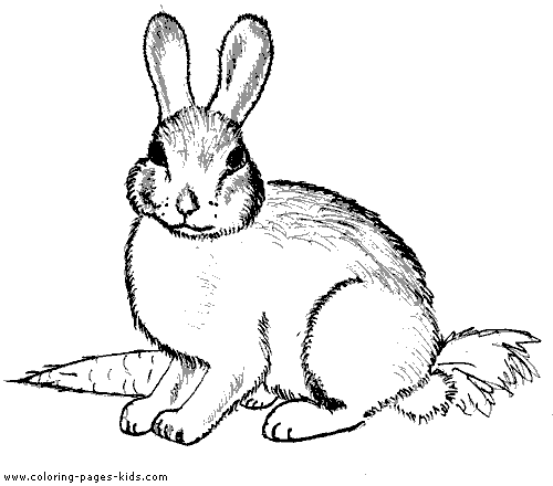 Bunny Rabbit Image For Kids Coloring Page