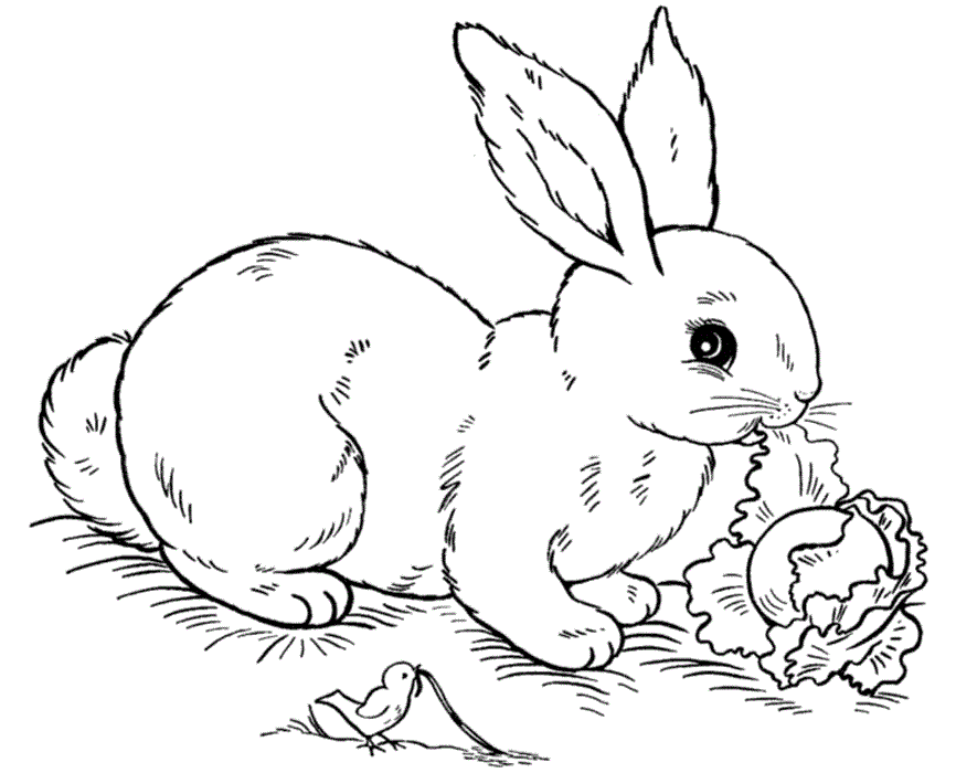 Bunny Rabbit Image Coloring Page