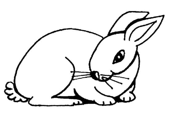 Bunny Rabbit Picture Coloring Page