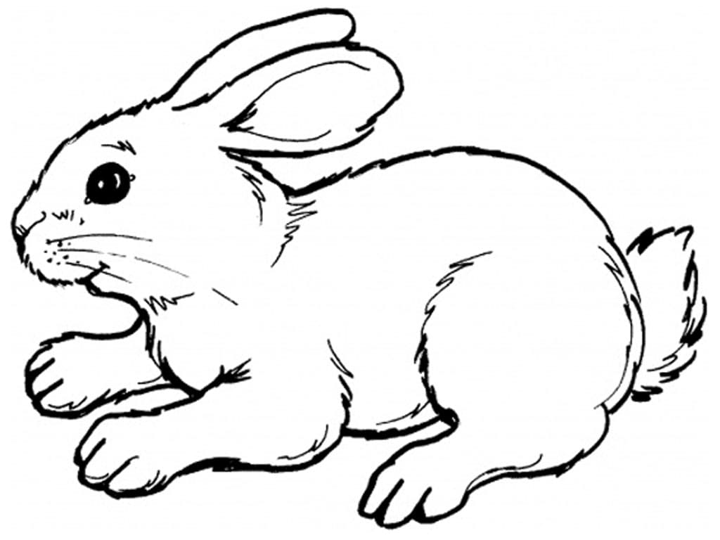 Bunny Rabbit Coloring Page