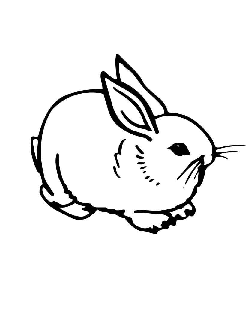 Bunny Rabbits Coloring Page