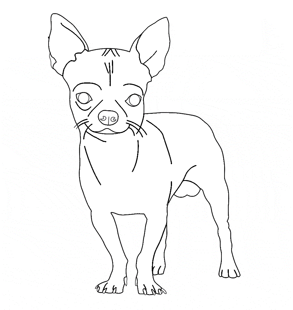 Chihuahua Cool For Picture Coloring Page