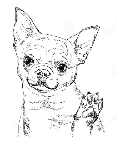 Chihuahua Dog Image Cute Coloring Page