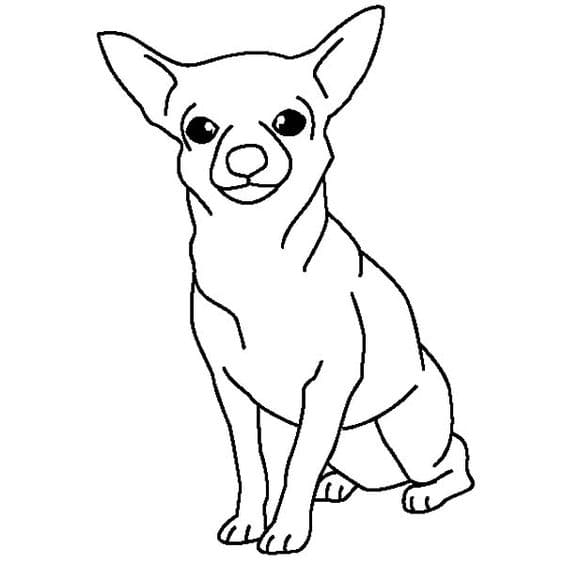 Chihuahua Dog Image