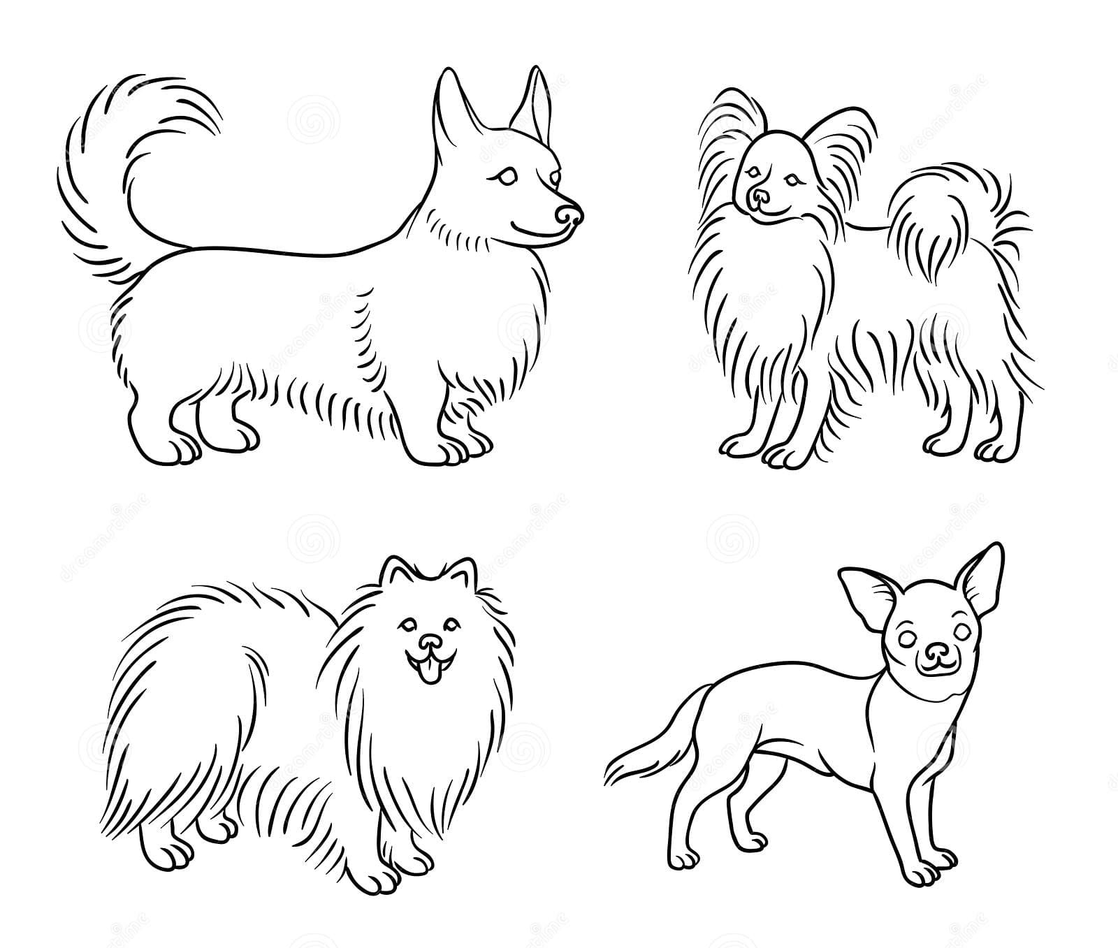 Chihuahua Dog Outline Image For Kids Coloring Page