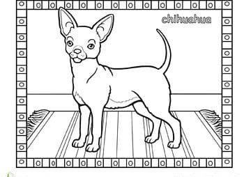 Chihuahua Dog Coloring Page
