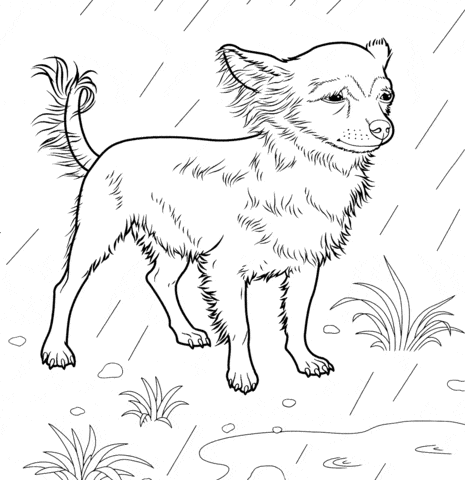 Chihuahua Drawing Coloring Page
