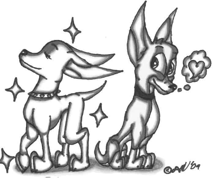 Chihuahua For Adults Advanced Coloring Page