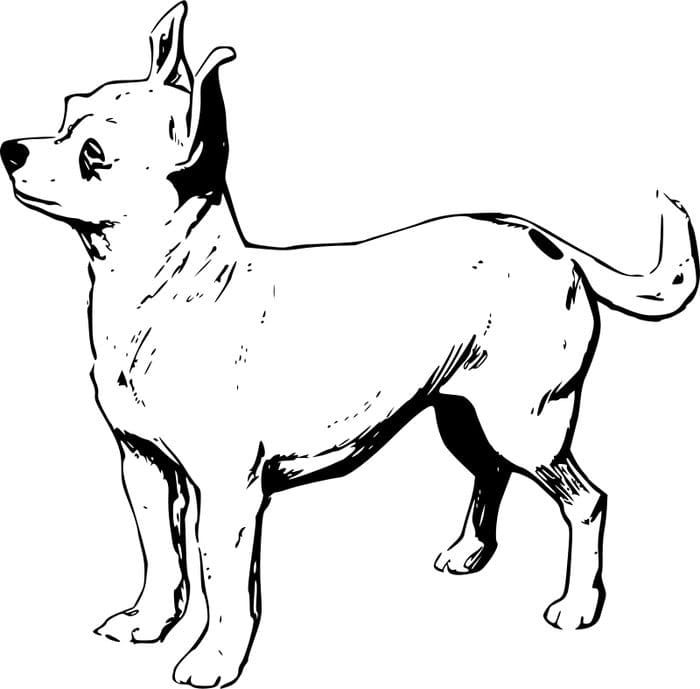 Chihuahua For Kids Printable Coloring Page