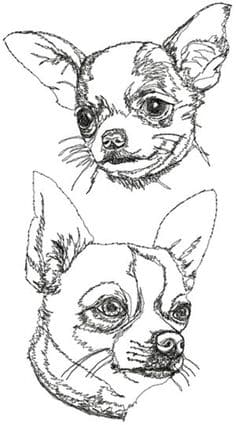 Chihuahua Image Cute Coloring Page