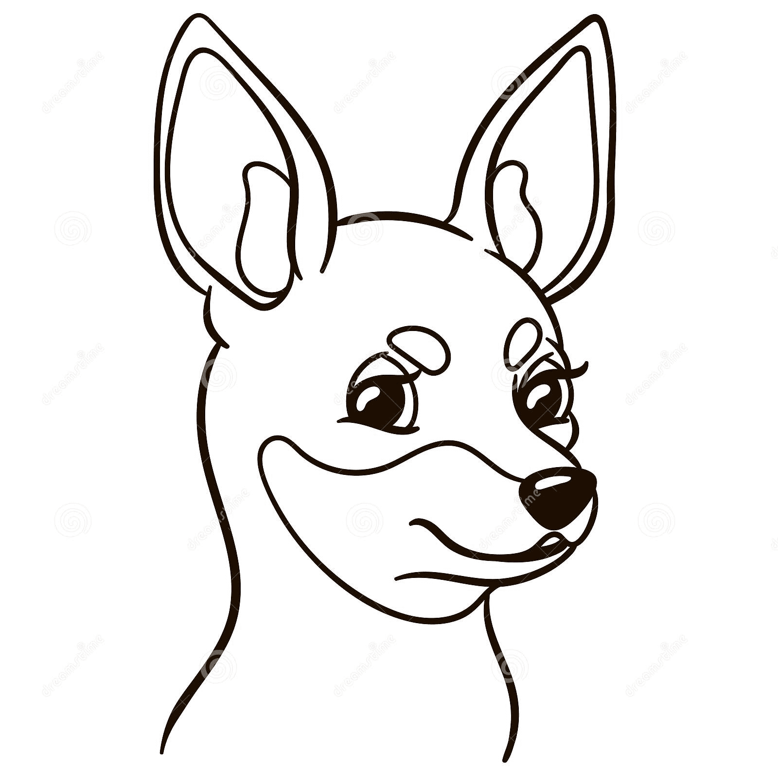 Chihuahua Image For Kids