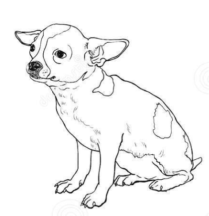 Chihuahua Nice Coloring Page