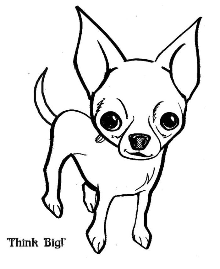 Chihuahua Think Big Coloring Page