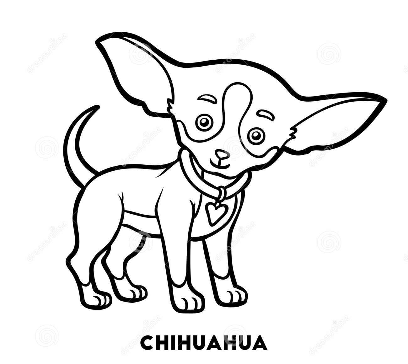 Chihuahua Very Cute Coloring Page