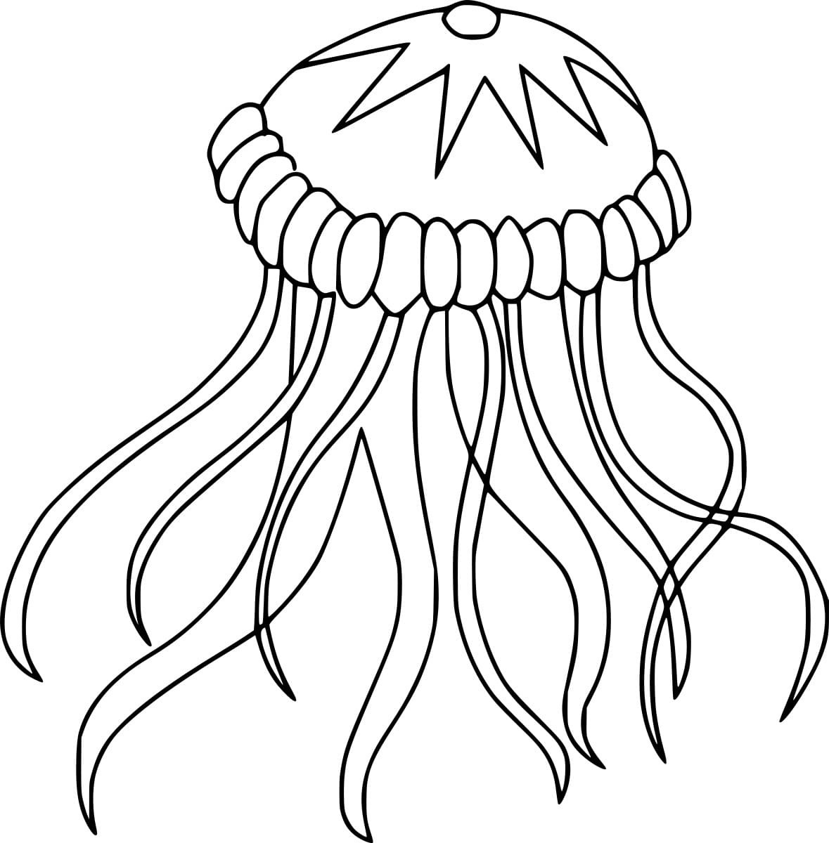 Compass Jellyfish Image Coloring Page