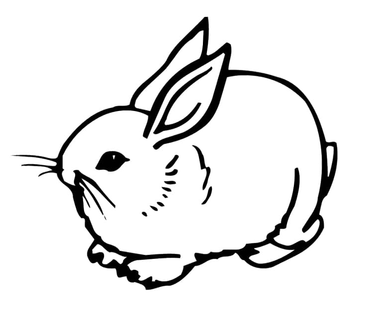 Cute Bunny Rabbit For Picture Coloring Page