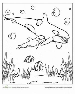 Cute Killer Whale Image Coloring Page