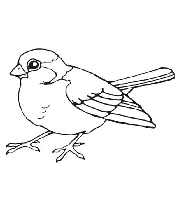 Cute Robin Image Coloring Page