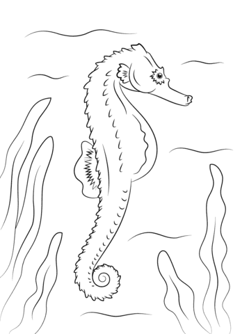 Cute Seahorse For Kids Coloring Page