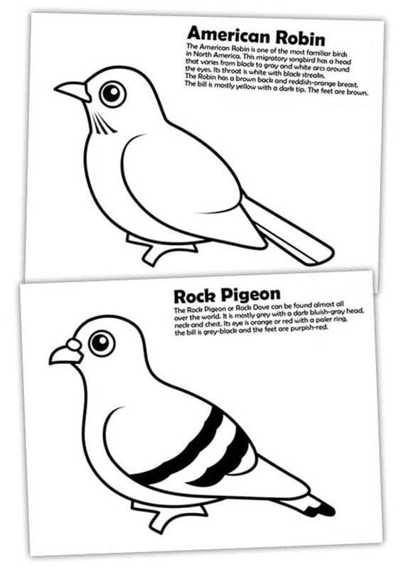 Diffrence Of American Robin And Rock Pigeon Coloring Page