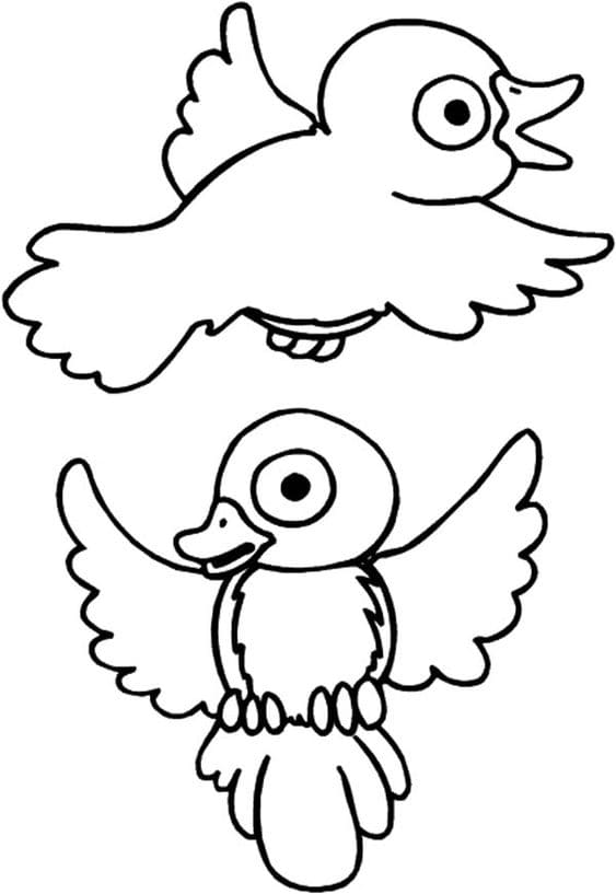 Drawing Robin Bird Image Coloring Page