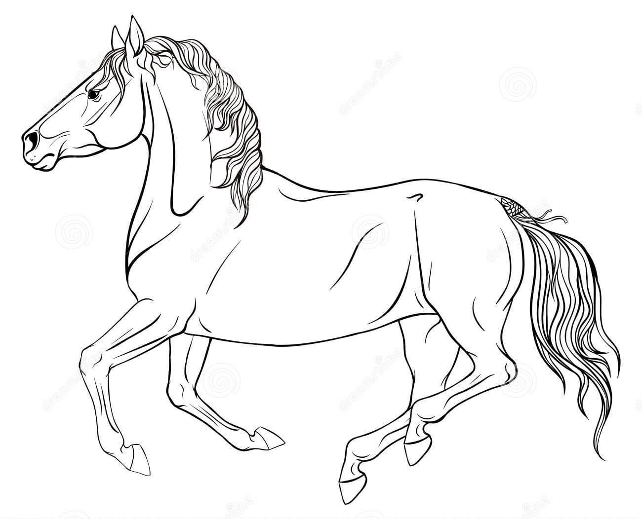Drawing With Equestrian Sport Coloring Page